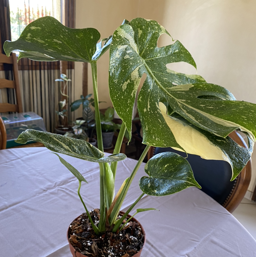 Thai Constellation Monstera plant with variegated leaves in a pot on a table indoors.