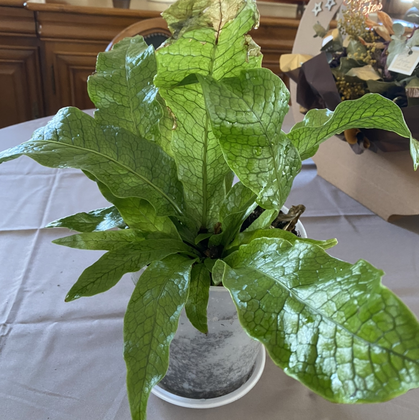 A lush, healthy green looseleaf lettuce plant growing in a pot, with a human hand touching one of the crinkled leaves.