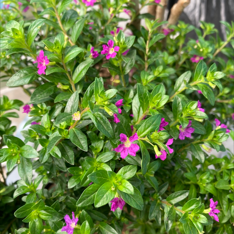 Healthy Mexican-Heather plant with small purple flowers and green leaves.