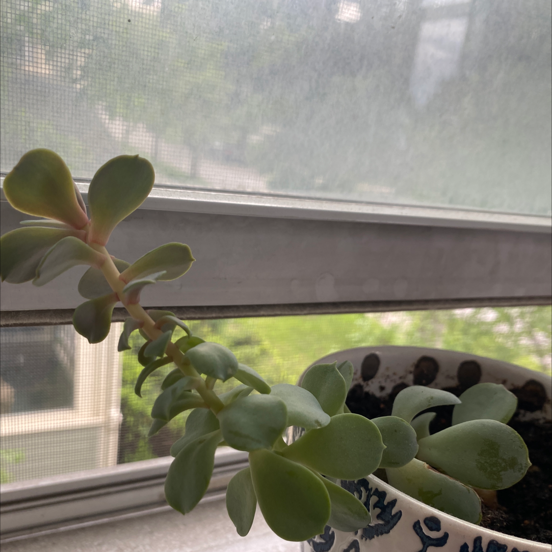 Photo of the plant species White Jade Pineapple by @HighSquash named Your plant on Greg, the plant care app