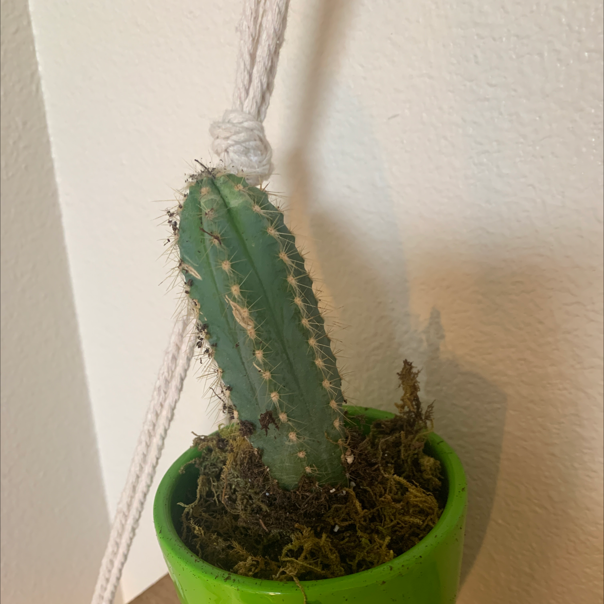 Pleated Cereus cactus in a green pot with moss-covered soil.