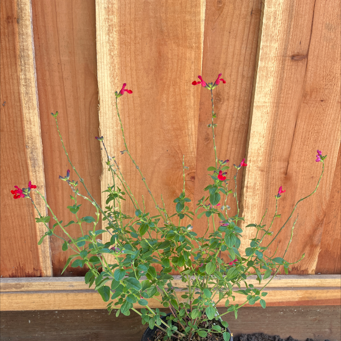 Baby Sage plant with red flowers against a wooden fence.