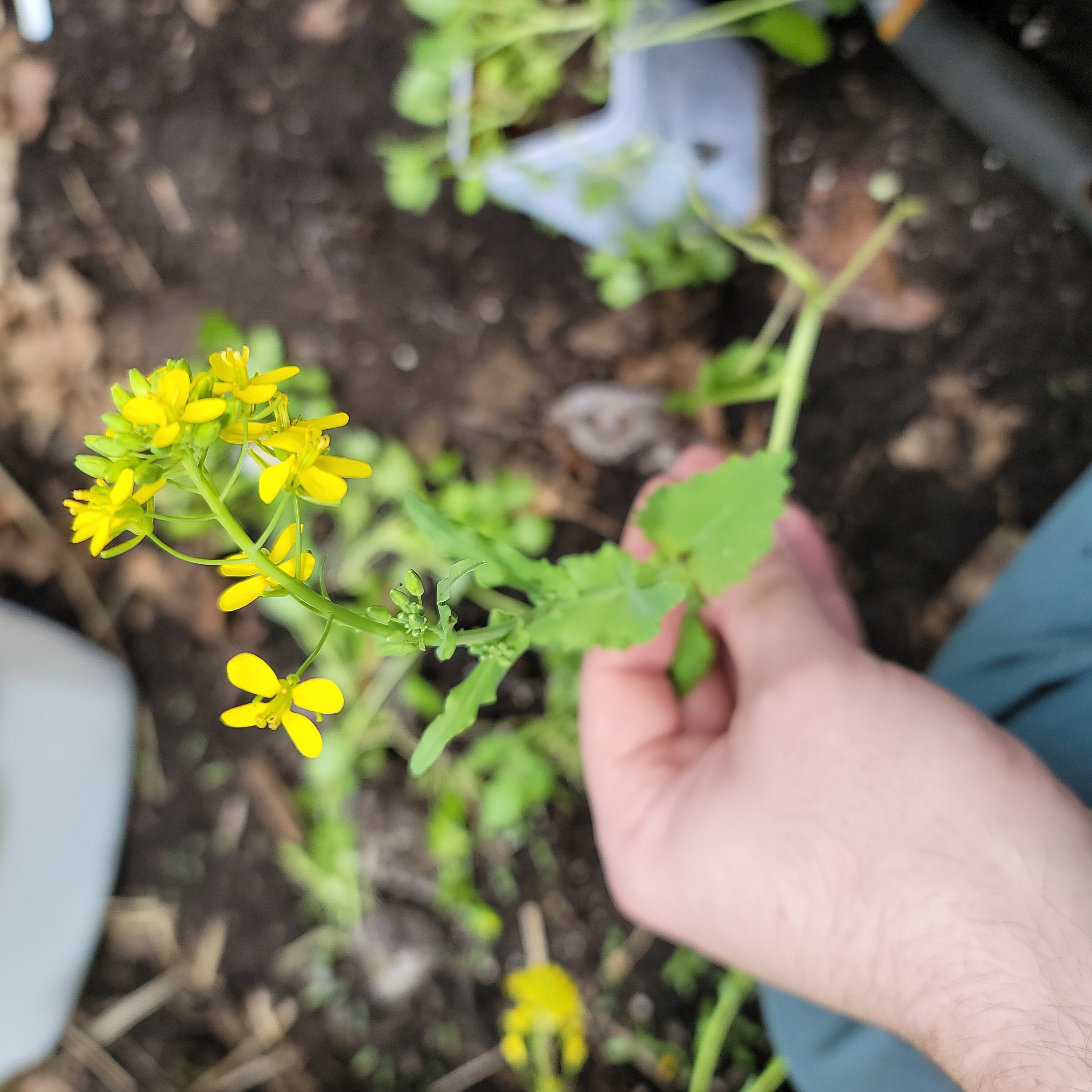 Field Mustard plant with yellow flowers, held by a hand, soil visible.