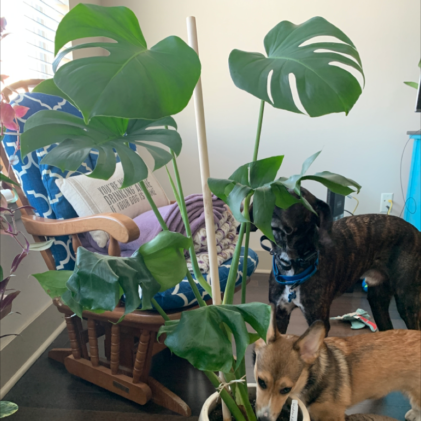 Monstera plant photo by @BoozyBillsBabe named Saoirse on Greg, the plant care app.