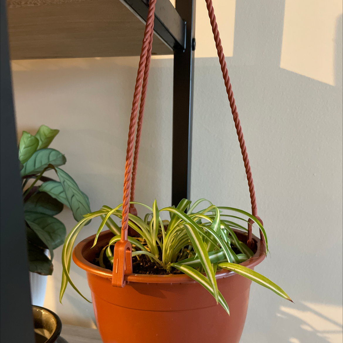 Spider Plant plant photo by @BoozyBillsBabe named Orwell on Greg, the plant care app.