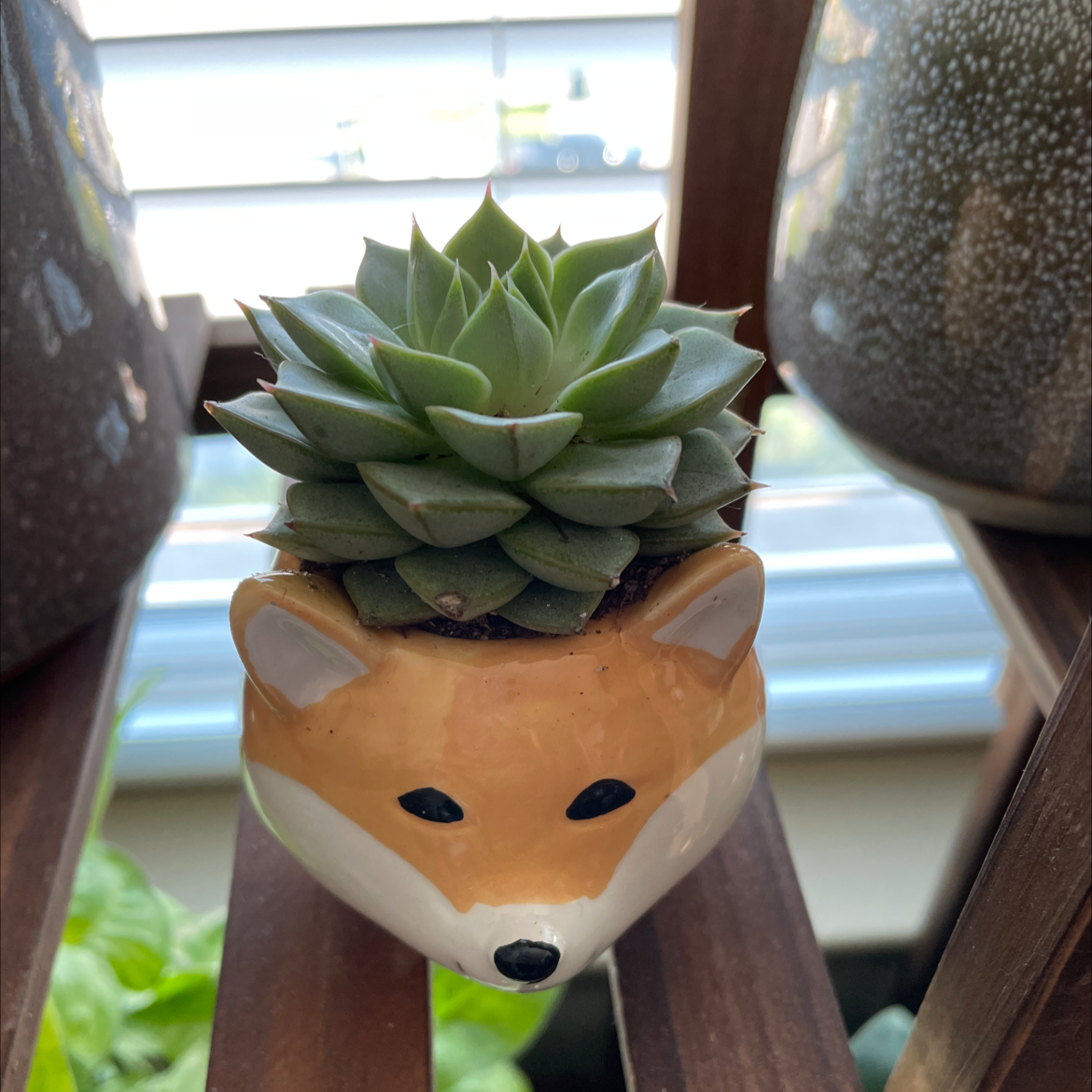 Photo of the plant species Echeveria 'Fabiola' by @BoozyBillsBabe named Harold on Greg, the plant care app