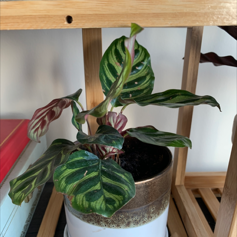 Cathedral Windows plant photo by @BoozyBillsBabe named Evelyn on Greg, the plant care app.