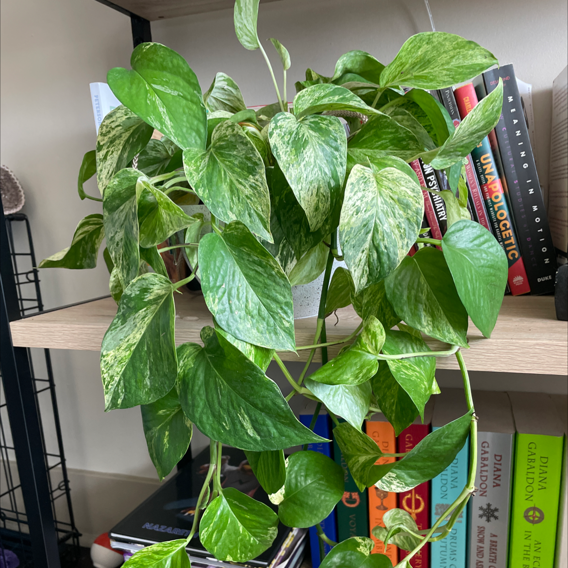 Taro Vine plant photo by @BoozyBillsBabe named Foxxy on Greg, the plant care app.
