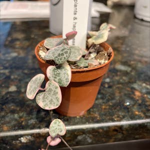 String of Hearts plant photo by @BoozyBillsBabe named Khaleesi on Greg, the plant care app.