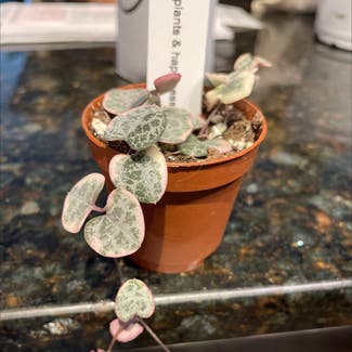 String of Hearts plant in Baltimore, Maryland