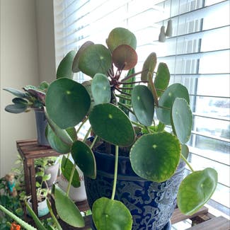 Chinese Money Plant plant in Baltimore, Maryland