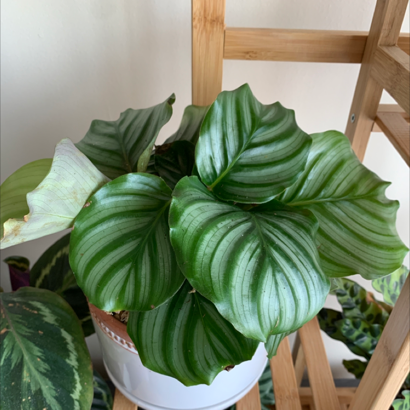 Calathea Orbifolia plant photo by @BoozyBillsBabe named Orb on Greg, the plant care app.