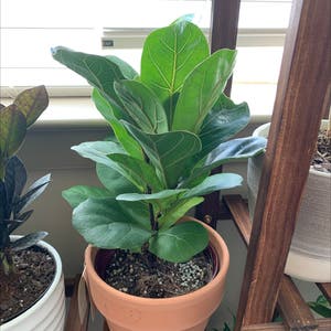 Fiddle Leaf Fig plant photo by @BoozyBillsBabe named Fiddle on Greg, the plant care app.