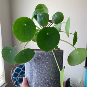 Chinese Money Plant plant photo by @BoozyBillsBabe named Clyde on Greg, the plant care app.