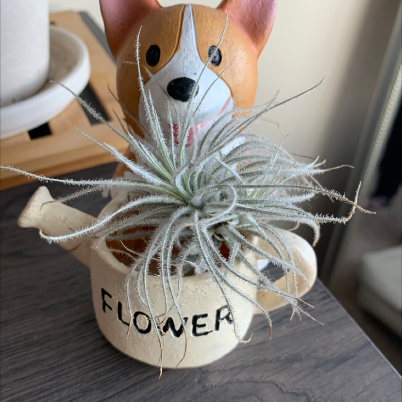 Blushing Bride Air Plant plant photo by @BoozyBillsBabe named Claude on Greg, the plant care app.