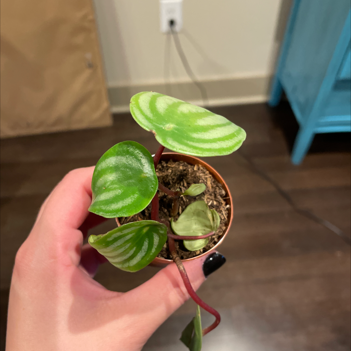 Baby Rubber Plant plant photo by @BoozyBillsBabe named Melon on Greg, the plant care app.