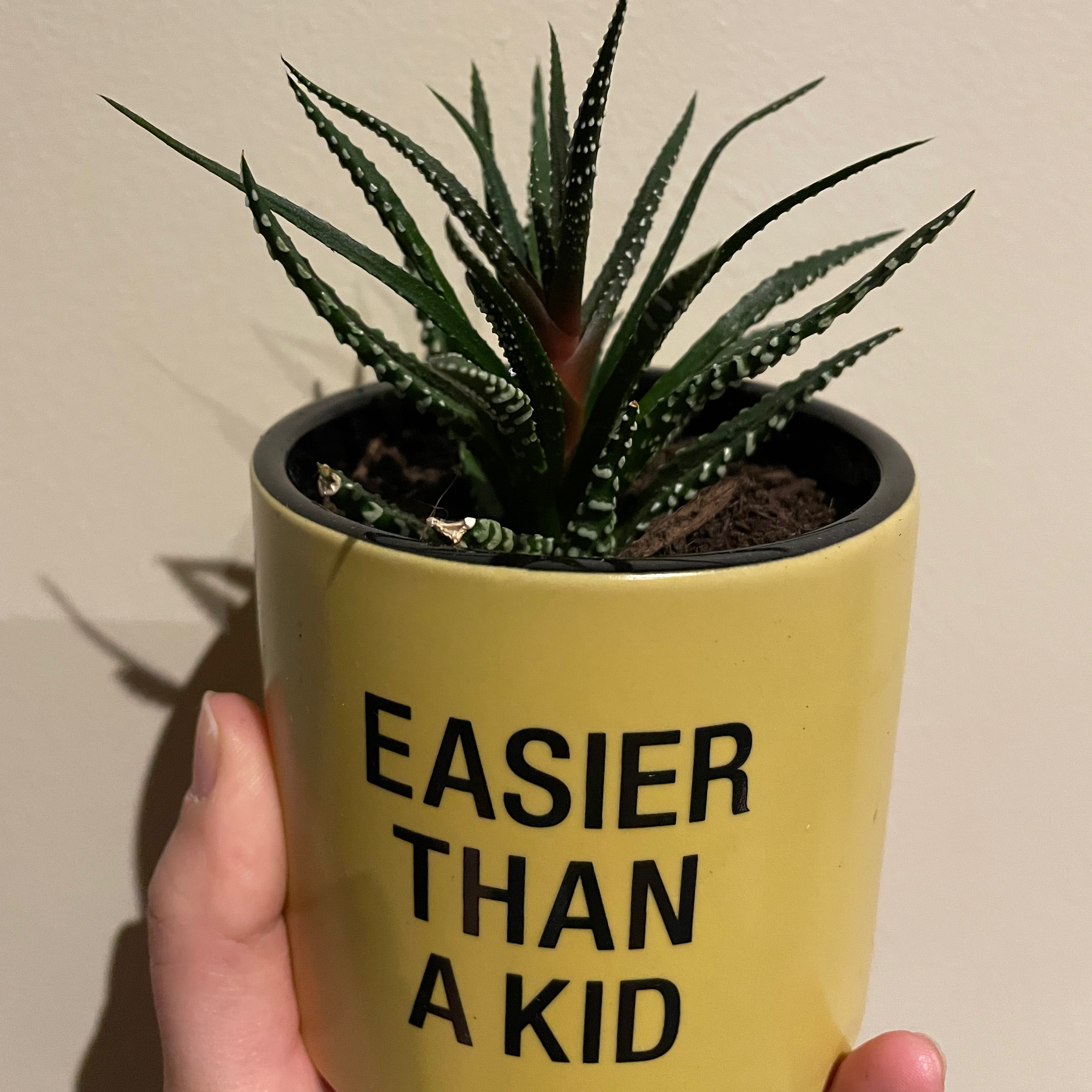 Zebra Plant plant photo by @BoozyBillsBabe named Child on Greg, the plant care app.