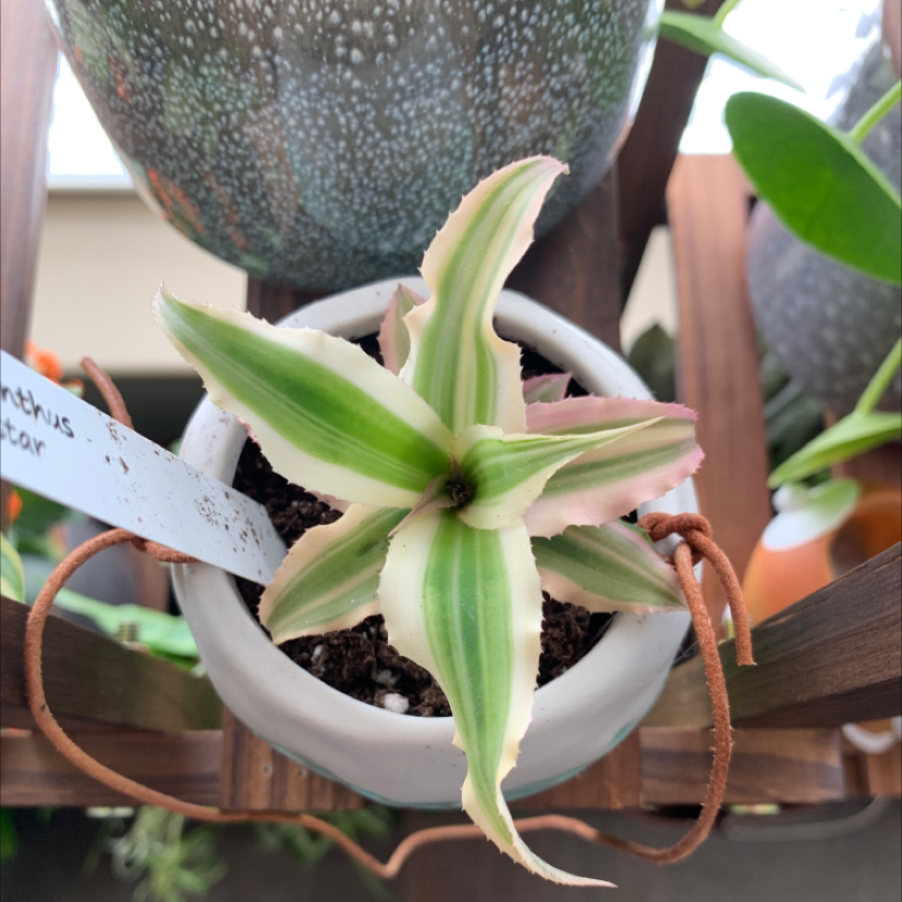 Earth Stars plant in a white pot with variegated green and white leaves. Soil is visible.