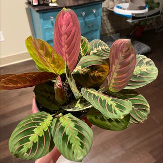 Green Prayer Plant plant in Baltimore, Maryland