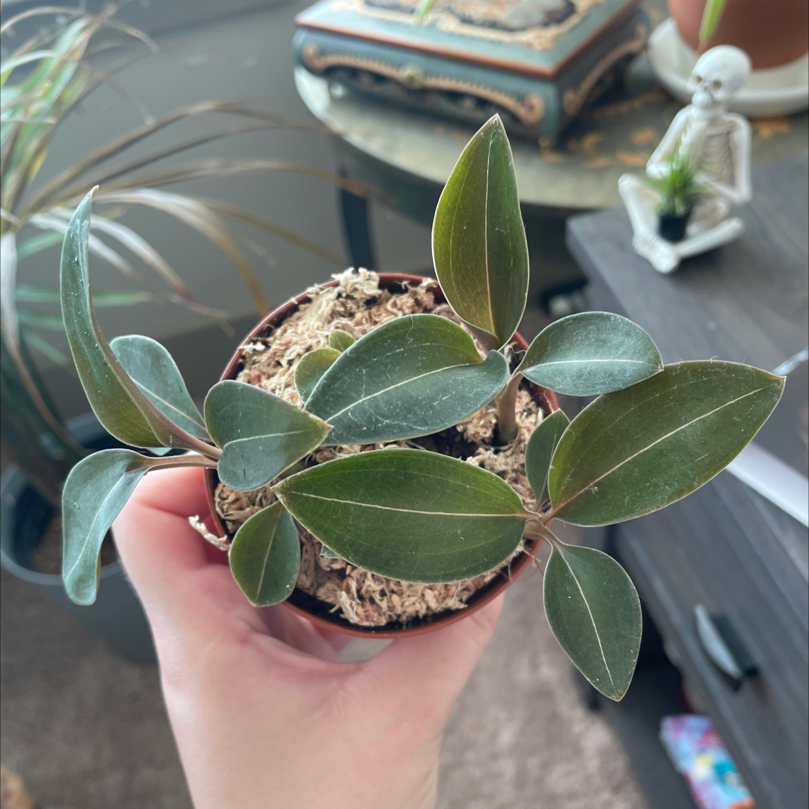 Jewel Orchid plant photo by @BoozyBillsBabe named Jewel on Greg, the plant care app.