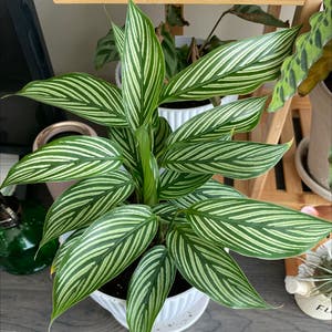Pinstripe Calathea plant photo by @BoozyBillsBabe named Anne on Greg, the plant care app.