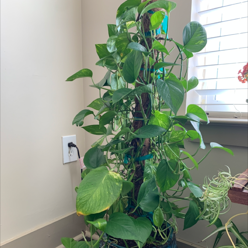 Taro Vine plant photo by @BoozyBillsBabe named Marble on Greg, the plant care app.
