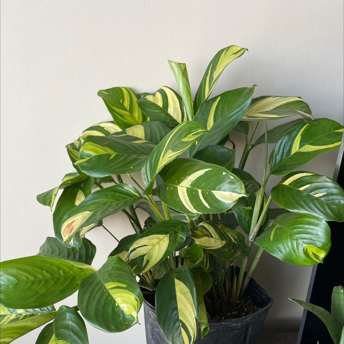 Golden Mosaic Plant with variegated green and yellow leaves in a pot indoors.