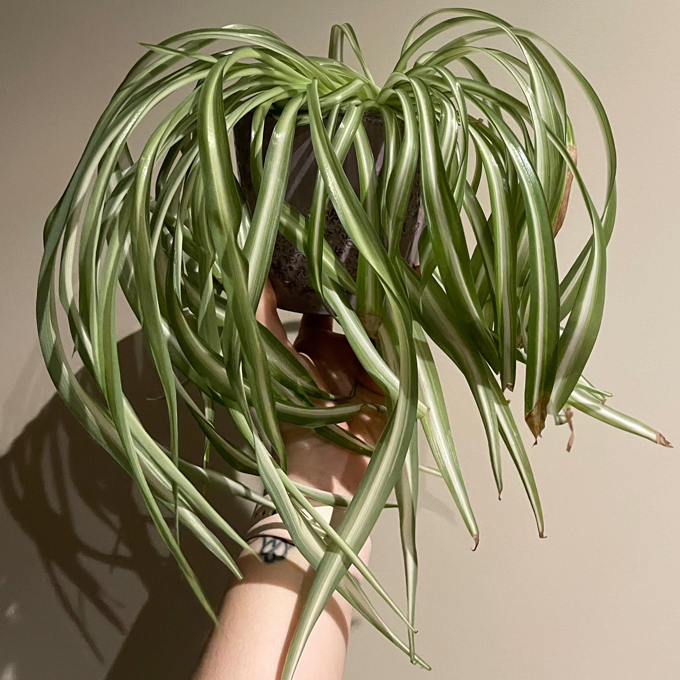 Spider Plant plant photo by @BoozyBillsBabe named Tom Holland on Greg, the plant care app.