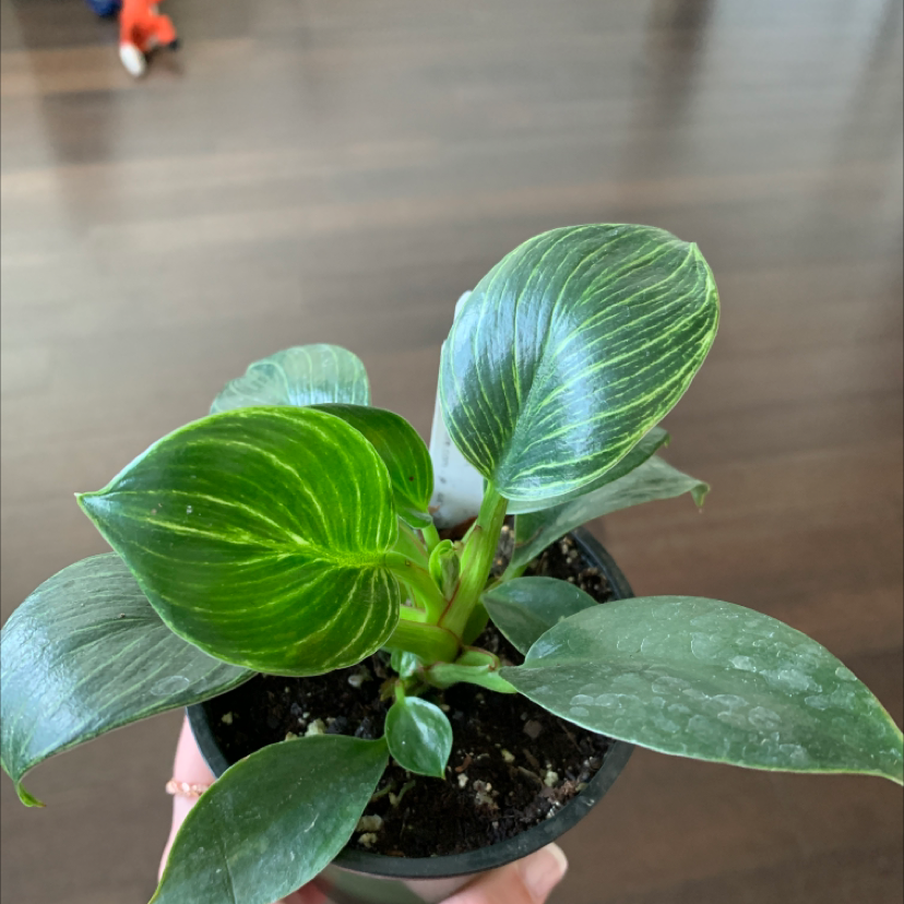 Philodendron Birkin plant photo by @BoozyBillsBabe named Birkin on Greg, the plant care app.