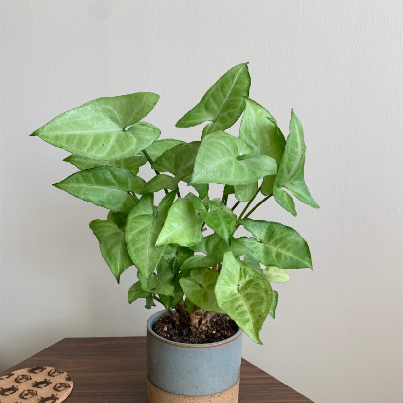Arrowhead Plant plant photo by @BoozyBillsBabe named Ellie on Greg, the plant care app.