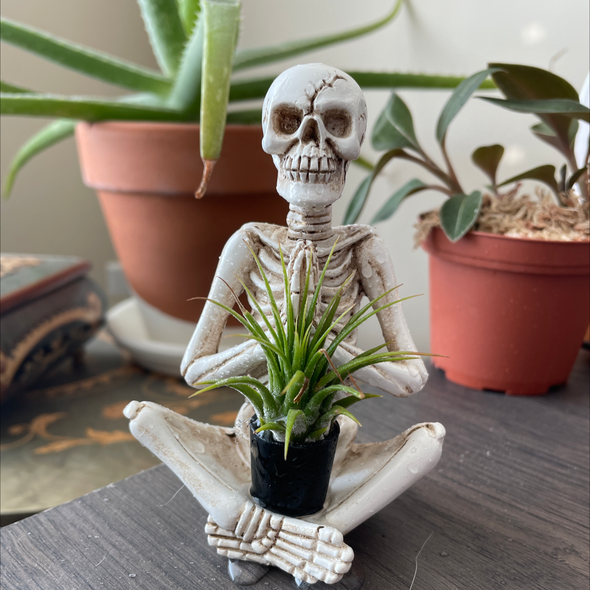 Photo of the plant species Shirley Temple Air Plant by @BoozyBillsBabe named Mr. Bones on Greg, the plant care app