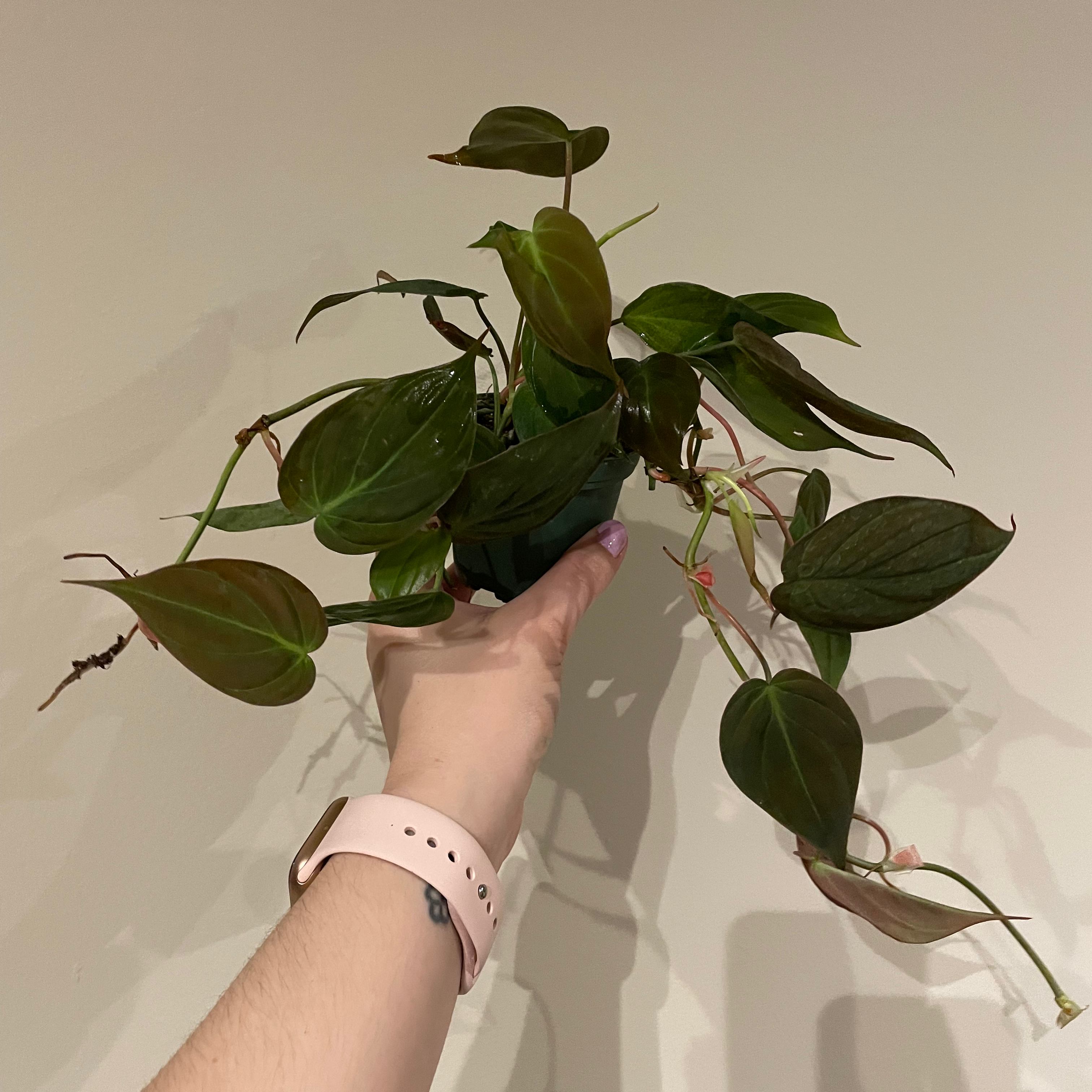Philodendron Micans plant photo by @BoozyBillsBabe named Mike on Greg, the plant care app.