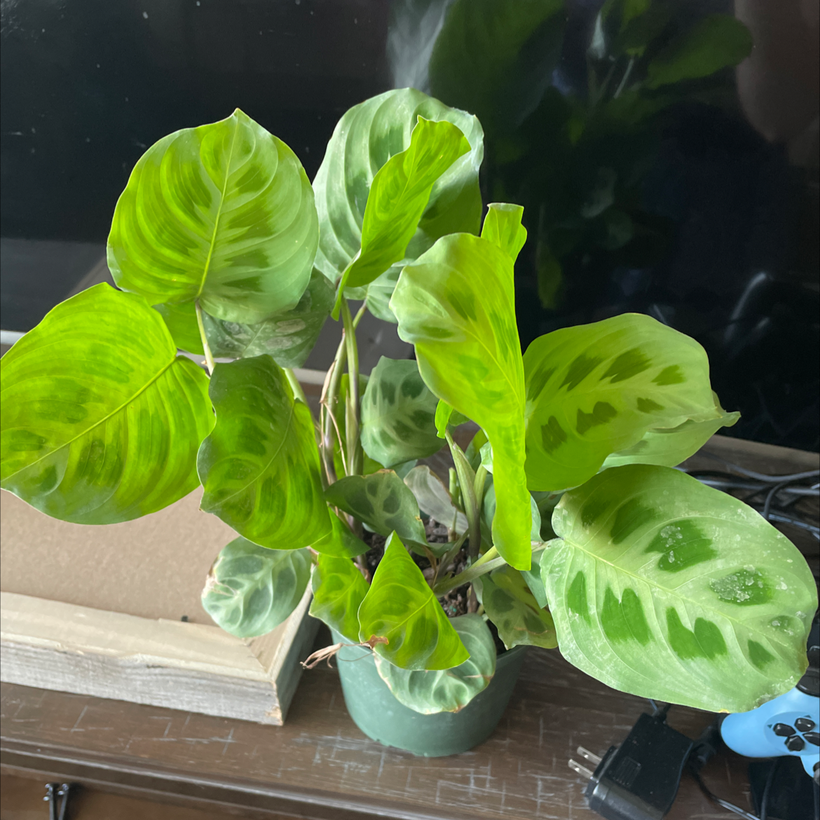 Green Prayer Plant plant photo by @BoozyBillsBabe named Eva on Greg, the plant care app.