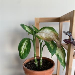 Dieffenbachia plant photo by Boozybillsbabe named Kyle on Greg, the plant care app.