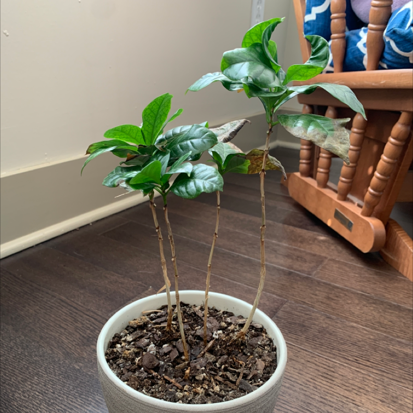 Arabian Coffee Plant plant photo by @BoozyBillsBabe named Arabica on Greg, the plant care app.