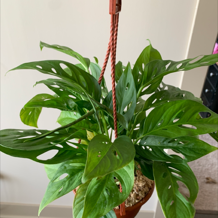 Swiss Cheese Vine plant photo by @BoozyBillsBabe named Demi on Greg, the plant care app.