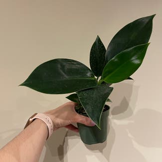 Philodendron Little Hope plant in Baltimore, Maryland