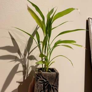 Lucky Bamboo plant photo by @BoozyBillsBabe named Mando on Greg, the plant care app.