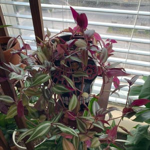 Tradescantia Zebrina plant photo by @BoozyBillsBabe named Coral on Greg, the plant care app.
