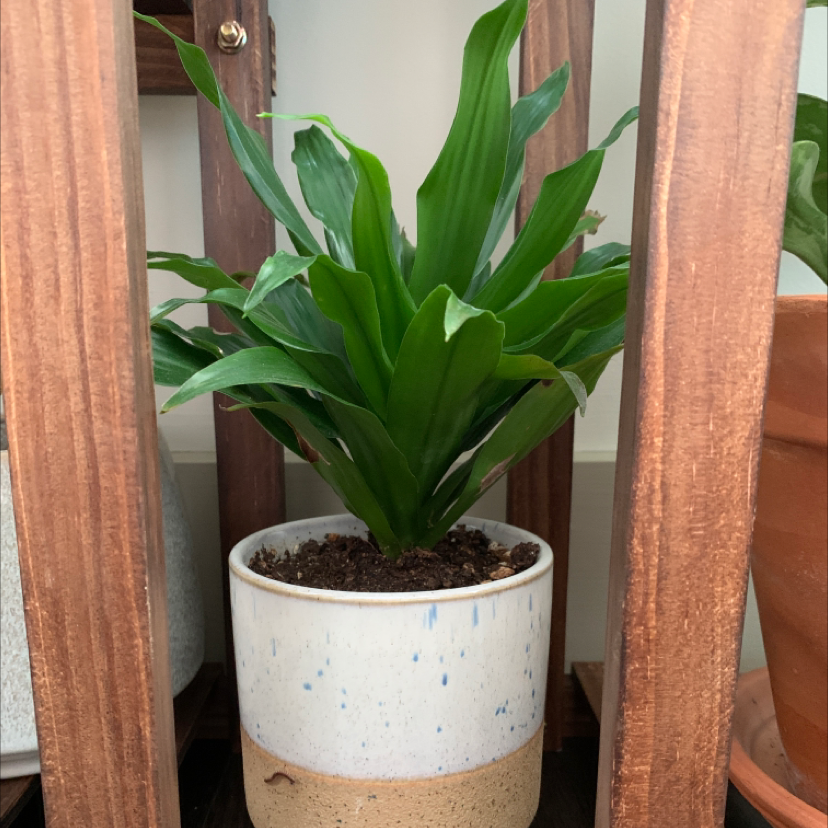 Cornstalk Dracaena plant photo by @BoozyBillsBabe named Candace on Greg, the plant care app.