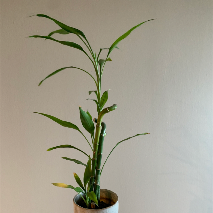 Lucky Bamboo plant photo by @BoozyBillsBabe named Lucky on Greg, the plant care app.