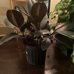Rubber Plant plant photo by @BoozyBillsBabe named Midnight on Greg, the plant care app.