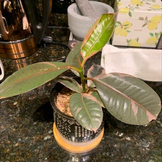 Rubber Plant plant in Baltimore, Maryland