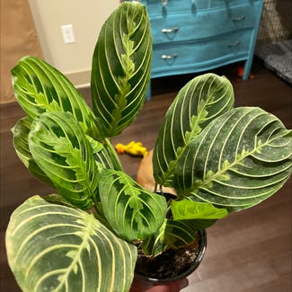 Green Prayer Plant plant in Baltimore, Maryland
