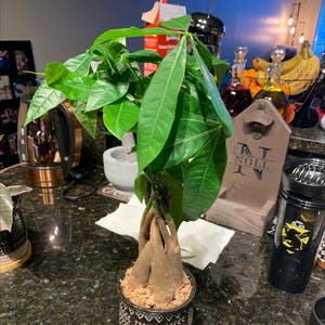 Money Tree plant photo by Boozybillsbabe named Mr. Banks on Greg, the plant care app.