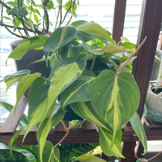 Philodendron Brasil plant in Baltimore, Maryland