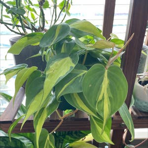 Philodendron Brasil plant photo by @BoozyBillsBabe named Harper on Greg, the plant care app.