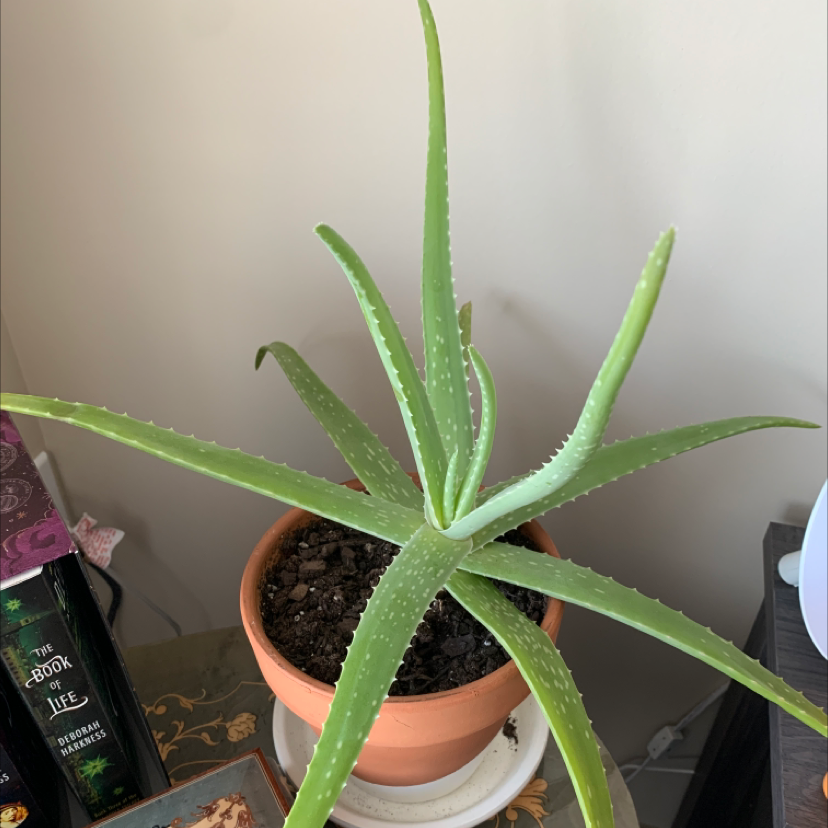 Aloe vera plant photo by @BoozyBillsBabe named Allie on Greg, the plant care app.