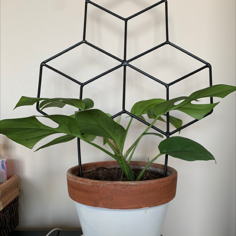 Mini Monstera plant photo by @BoozyBillsBabe named Elvira on Greg, the plant care app.