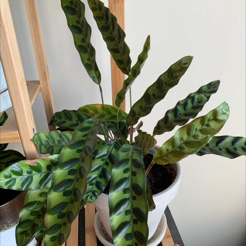 Rattlesnake Plant plant photo by @BoozyBillsBabe named Genevieve on Greg, the plant care app.